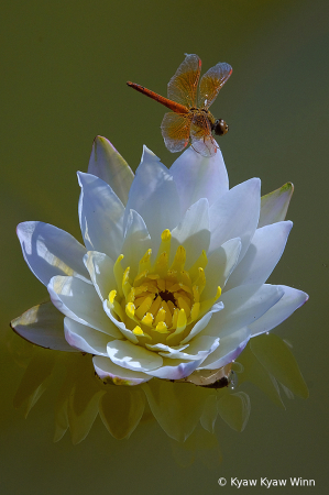 Lotus and Dragonfly