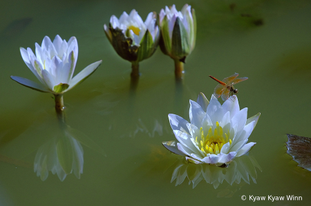 White Lotus Flowers