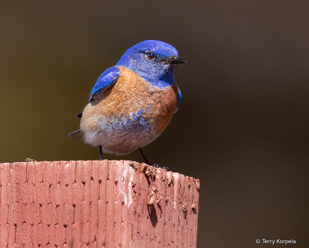 Western Bluebird