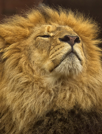 Snooty Lion