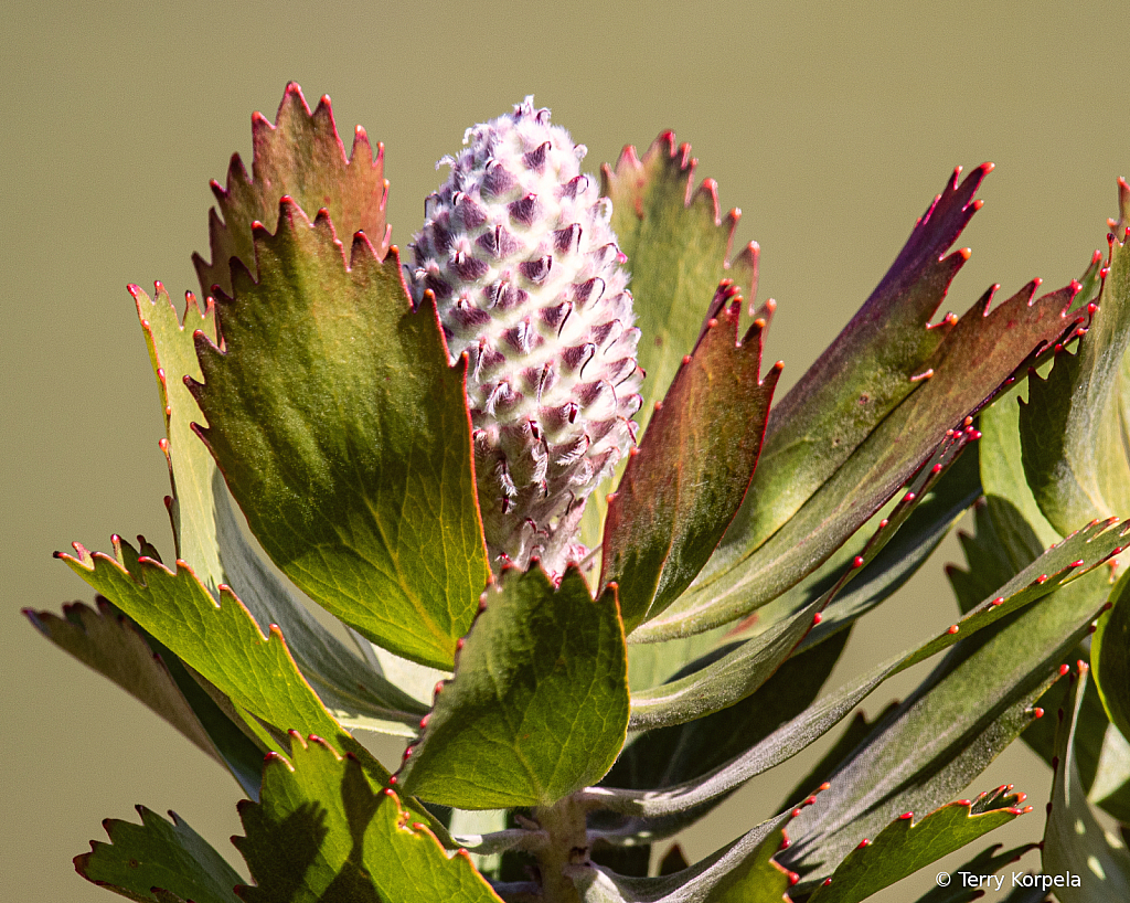 Santa Cruz Botanical Garden