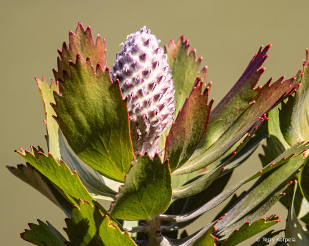 Santa Cruz Botanical Garden