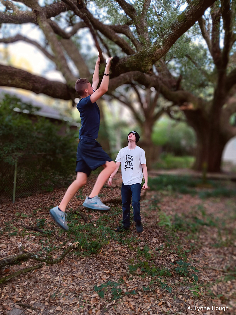 Climbing a Live Oak