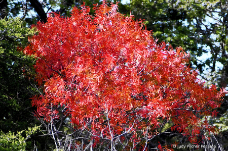 an explosion of autumn....