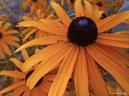 Black Eyed Susan Parade