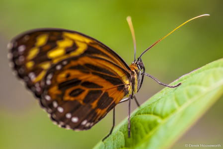 Common Tiger Glassywing