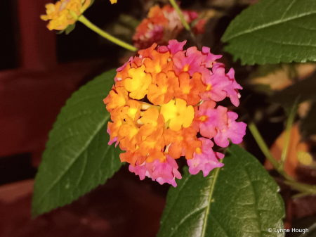 Lantana on the Porch