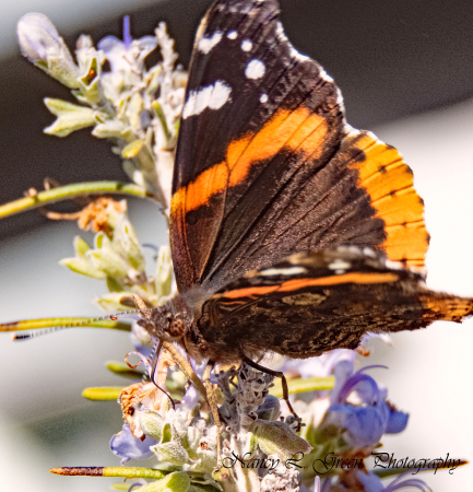 Gathering Pollen