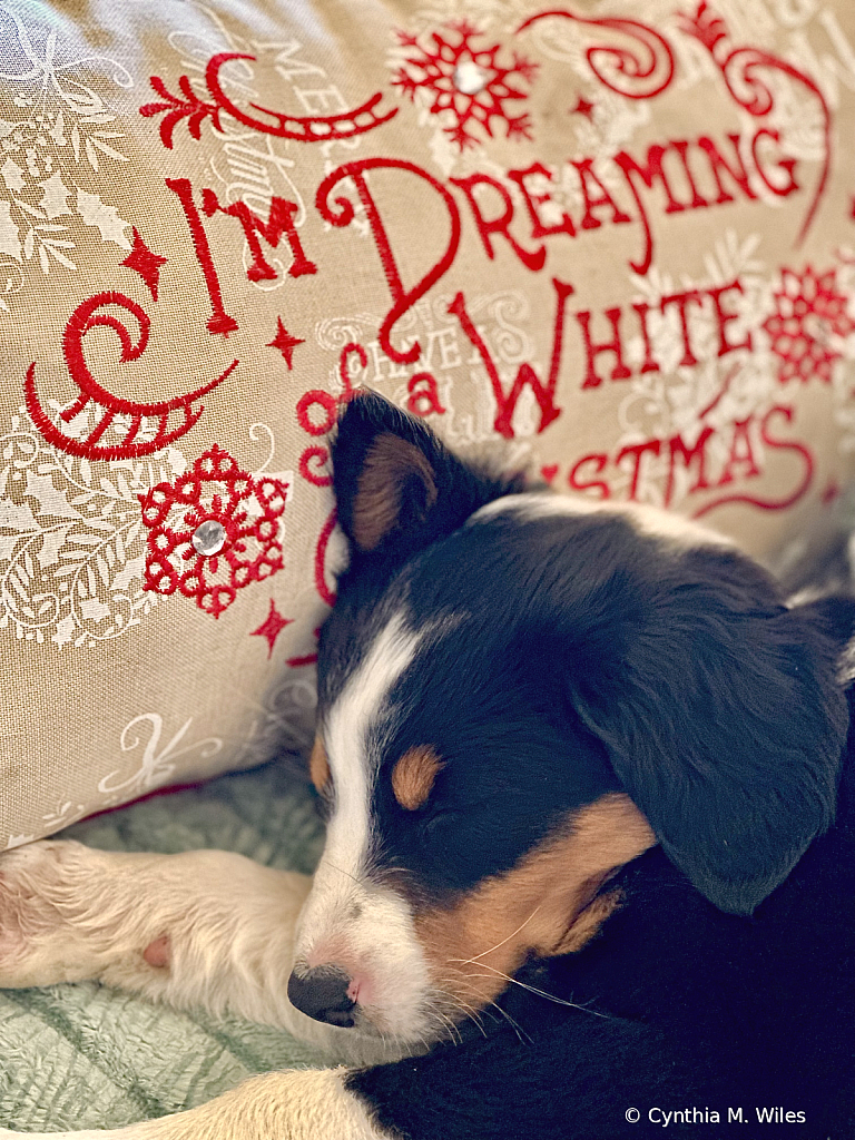 Puppy Dreams 