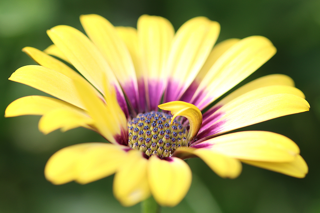 Yellow African Daisy