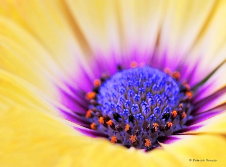 Nestled