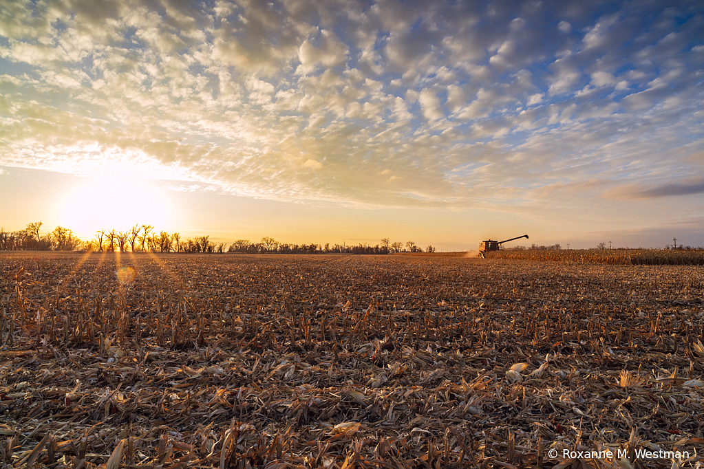 Sunset on corn harvest - ID: 16089439 © Roxanne M. Westman