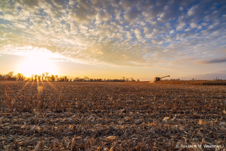 Sunset on corn harvest