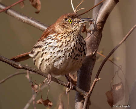 Brown Thrasher
