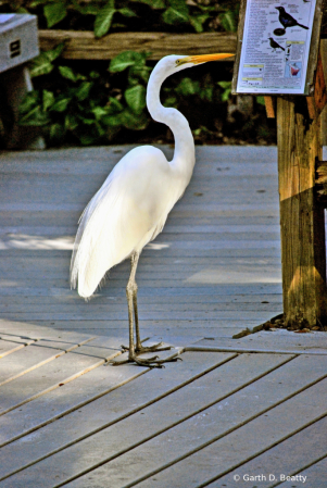 Egret Checking Out a Poster