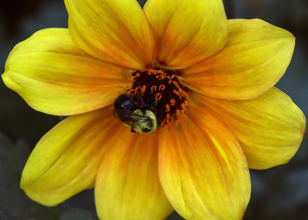 Bee on Dahlia