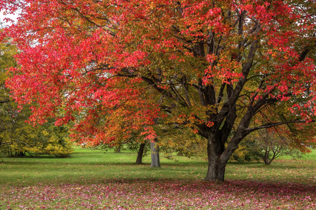 A Splash of Red