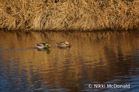 Mallard Pair on Autumn Afternoon