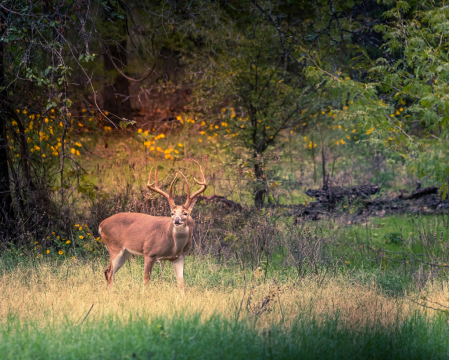 The Buck Stops Here