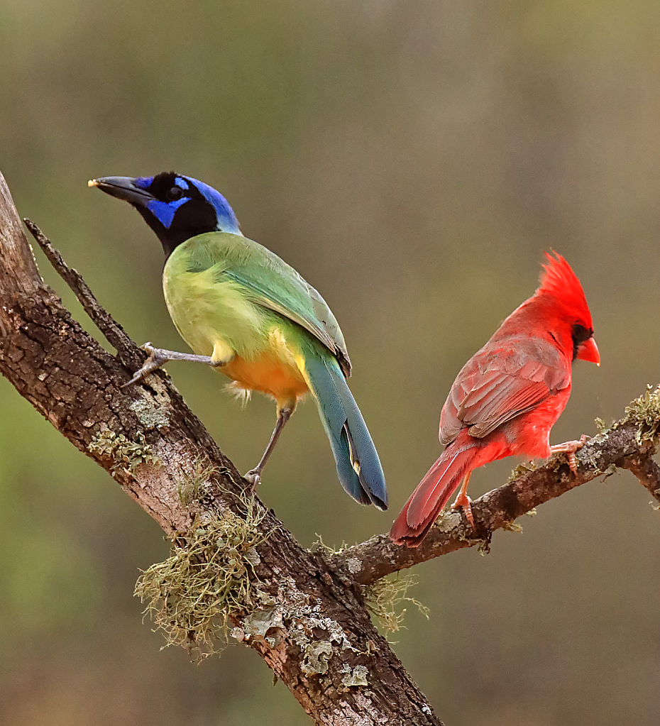 Green Jay and Cardinal