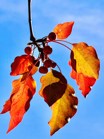 Autumn Delight