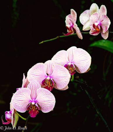 Heavenly Orchid