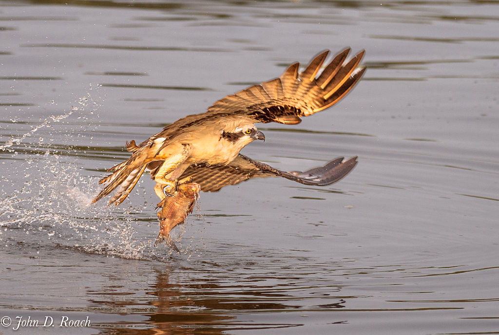 Osprey with Fish