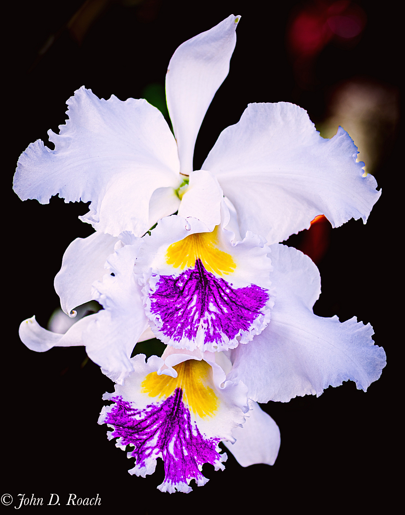 Lilac Orchid - ID: 16089540 © John D. Roach