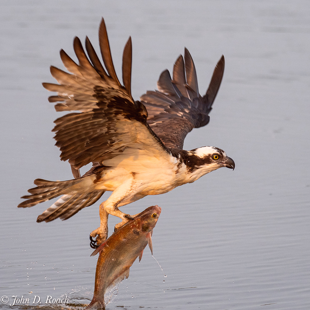 Osprey with Fish - ID: 16089542 © John D. Roach