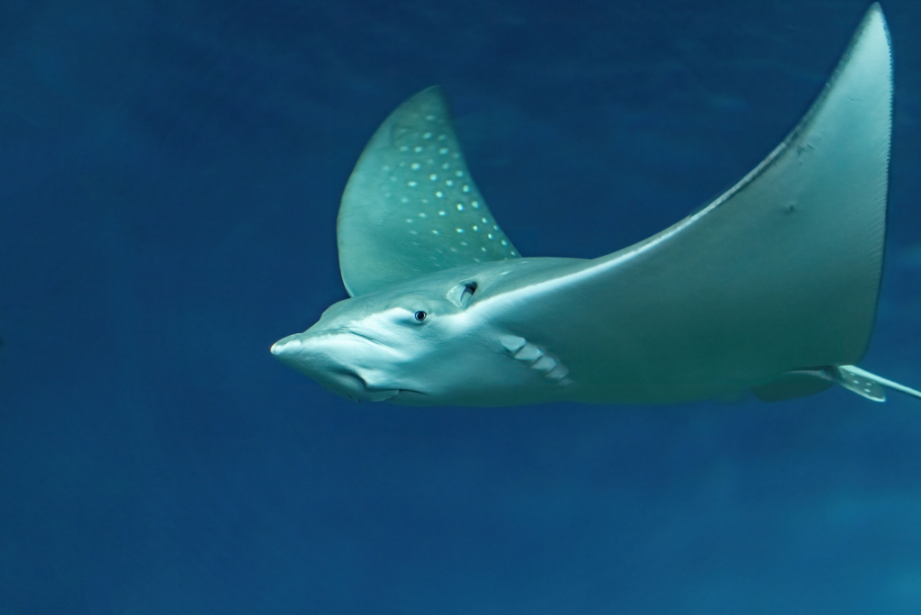 Manta Ray