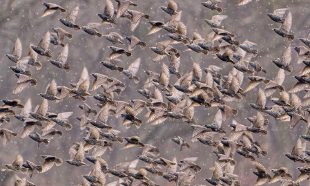 Starlings in the Snow