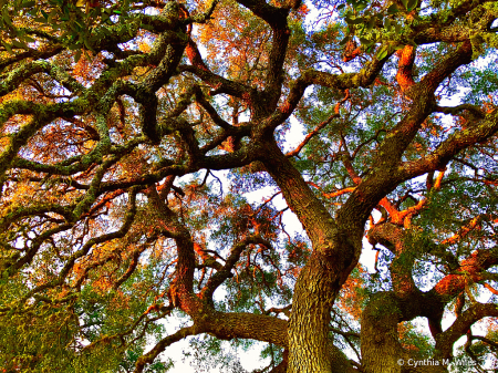 Sun Setting on the Old Oak Tree 