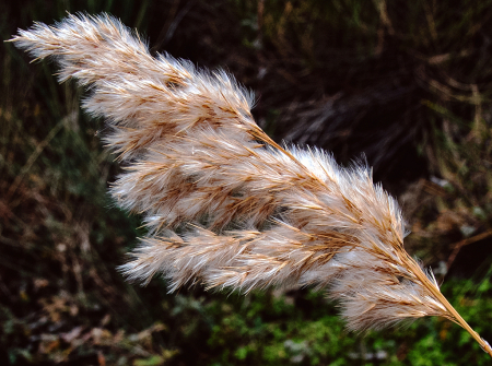 Reed Feather.