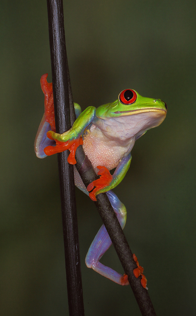 Frog on a Stick