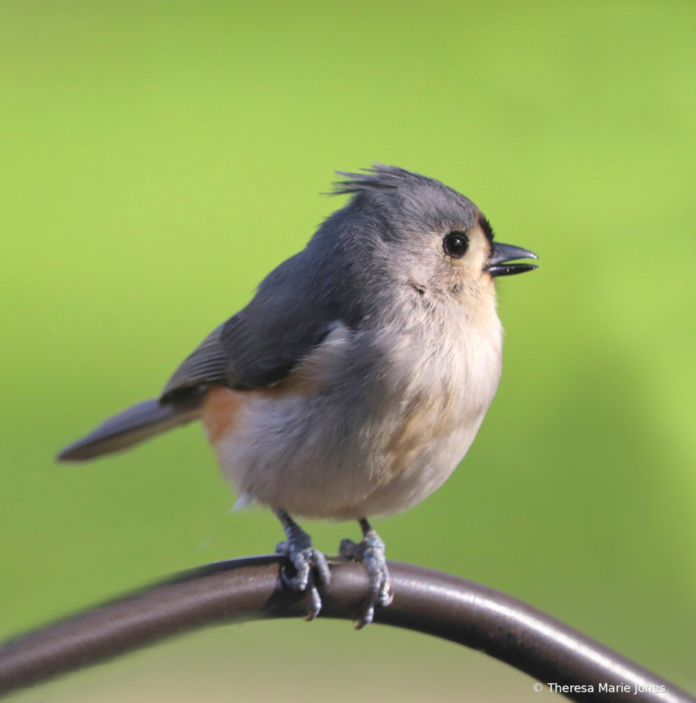 Titmouse