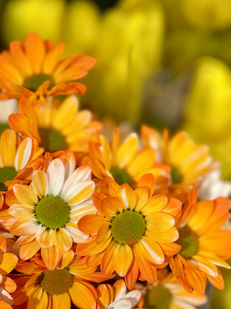 Delighted Daisies