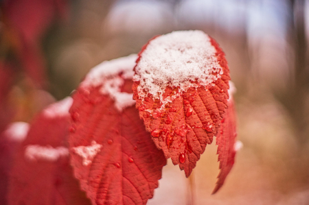 Snow Capped