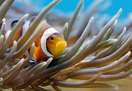 Photography Contest Grand Prize Winner - December 2023: Clownfish