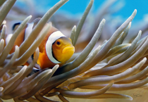 Photography Contest - December 2023: Clownfish