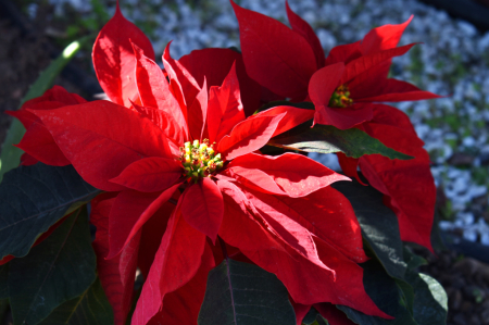 THE FLOWER OF CHRISTMAS