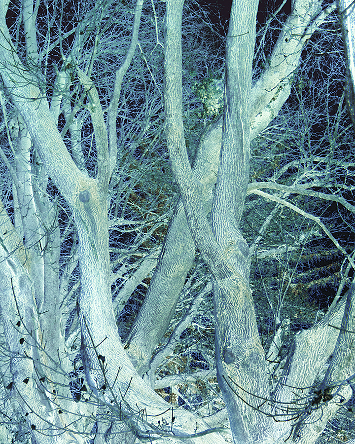 Branches in Winter - ID: 16089726 © John D. Jones