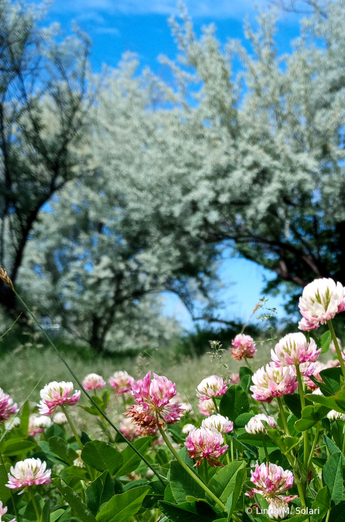 Field Of Spring Flowers