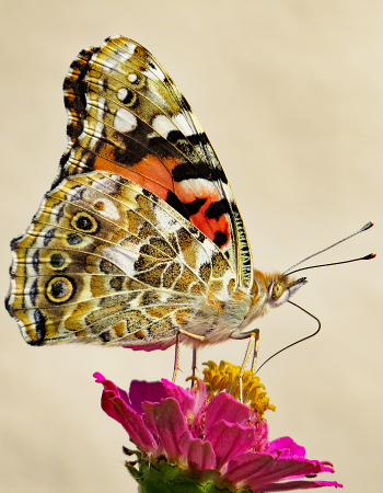 Painted Lady