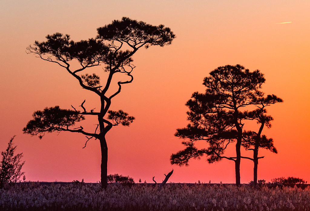 Sunset at the Marsh - ID: 16089837 © John D. Roach