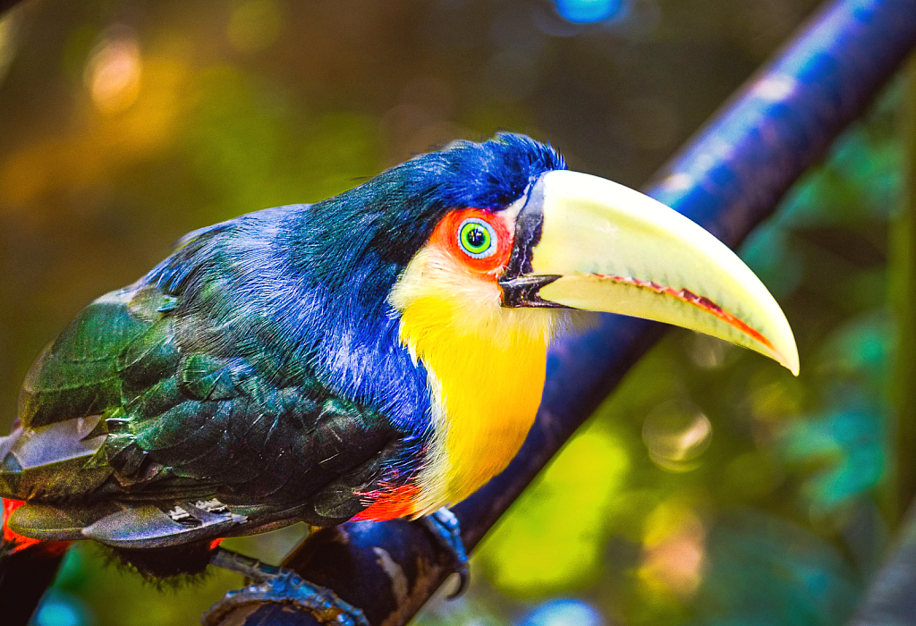 Tucan - ID: 16089841 © John D. Roach