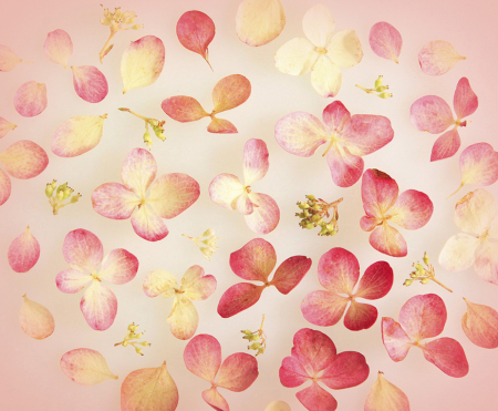 Hydrangea Petals