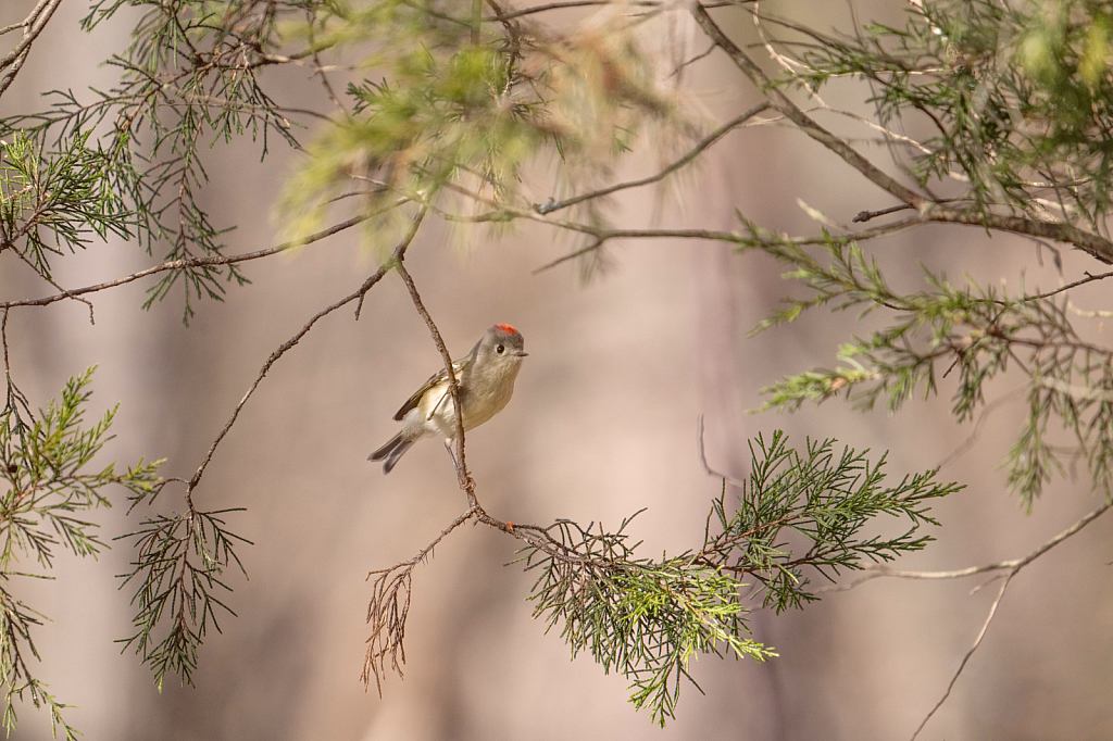 Ruby Crowned Kinglet in the Pine Tree