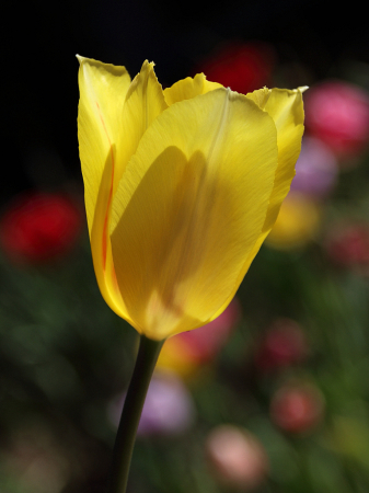 Yellow tulip #2