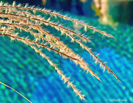 Grass Seeds (Prepare to be blown away)