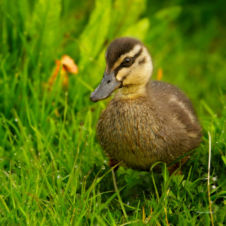Little duckling